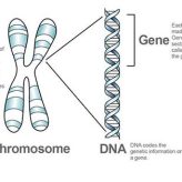 تفاوت DNA، ژن و کروموزوم چیست؟ راهنمایی ساده برای درک سه مفهوم اصلی ژنتیک