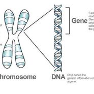 تفاوت DNA، ژن و کروموزوم چیست؟ راهنمایی ساده برای درک سه مفهوم اصلی ژنتیک